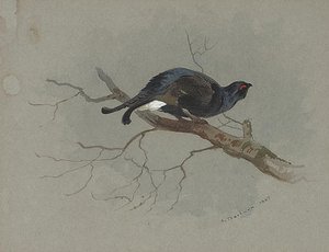 Black Grouse In A Tree — Archibald Thorburn