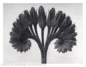 Art Forms In Nature 89 — Karl Blossfeldt