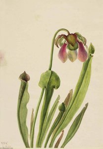 Catesby Pitcherplant (sarracenia Catesaei) — Mary Morris Vaux Walcott