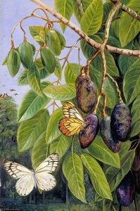 Foliage And Fruit Of The Kenari And Butterfly, Java — Marianne North