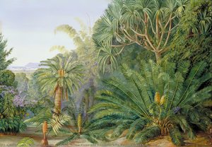 Cycads, Screw Pines And Bamboos With Durban In The Distance — Marianne North, Victorian Naturalism