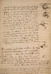 Codiceuccelli — Leonardo Da Vinci, High Renaissance
