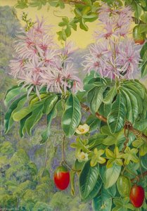 Wild Chesnut And Climbing Plant Of South Africa — Marianne North
