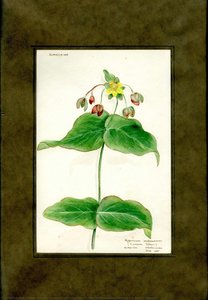 Common Tutsan Of The Family Hypericaceae (hypericum Androsoemum) — Clara Peters, Academic Botanical Art