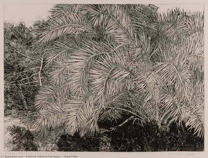 Great Palm — Patricia Tobacco Forrester