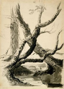 Sketch Of Tree Trunks — Thomas Cole