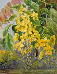 Foliage And Flowers And A Pod Of The Amaltas Or Indian Laburnum — Marianne North