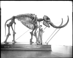 Man With Mastodon Skeleton — Clarence Emil Anderson, Documentary Photography