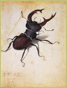Cervus Lucanus — Albrecht Dürer