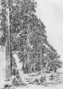 Pines On The Beach — Ivan Ivanovich Shishkin