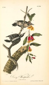 Downy Woodpecker. 1. Male. 2. Female — John James Audubon