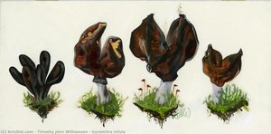 Gyromitra infula