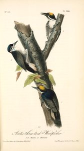 Arctic Three-toed Woodpecker. 1. 2. Males. 3. Female — John James Audubon