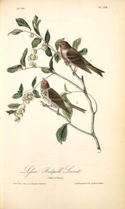 Lesser Redpoll Linnet. 1. Male. 2. Female — John James Audubon