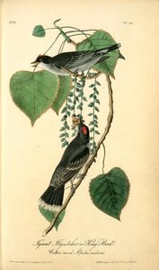 Tyrant Flycatcher Or King Bird. (cotton Wood. Populus Candicans) — John James Audubon, Scientific Illustration