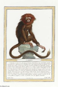 Storia Naturale Delle Scimie - Eight Plates — Nicolas Henri Jacob