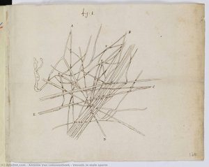 Vessels In Male Sperm — Antonie Van Leeuwenhoek