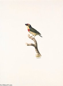 Megalaima Haemacephala - — Jacques Barraband