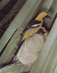 Hooded Oriole — Eliot Porter