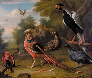 Exotic Pheasants And Other Birds — Charles Collins