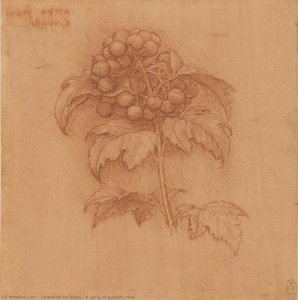 A Sprig Of Guilder-rose — Leonardo Da Vinci