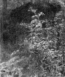Blackberry Bush — William Trost Richards