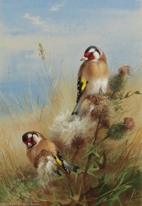 Goldfinches Among Thistles — Archibald Thorburn