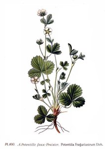 Untitled (aqtdh5) — Amédée Masclef, Symbolism
