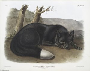 Vulpes Fulvus, American Black, Or Silver Fox — John James Audubon