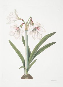 Amaryllis Picta — Robert Havell