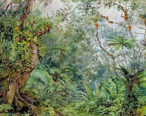 View Of The Fernwalk, Jamaica — Marianne North