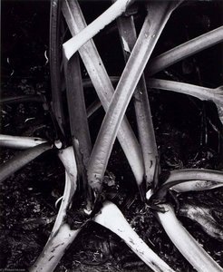 Untitled (stalks, Rhubarb) — Brett Weston