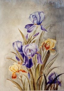 Bearded Iris, (painting) — Emily C Adams