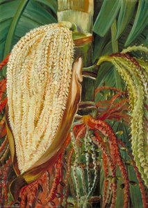 Flowers And Young Fruits Of The Pinanga Malaiana, Scheff — Marianne North