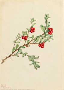 Bearberry (arctostaphylos Uva-ursi) — Mary Vaux Walcott, American Romantic Landscape