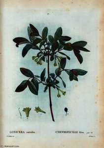 Lonicera coerulea