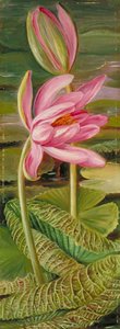 Red Water Lily — Marianne North, Victorian Botanical