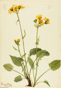 Ragwort (senecio Burkei) — Mary Vaux Walcott, Botanical Realism