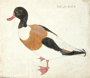 Sheld Duck — Rosamund Ross