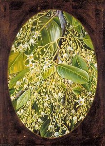 Flowers Of Sal — Marianne North