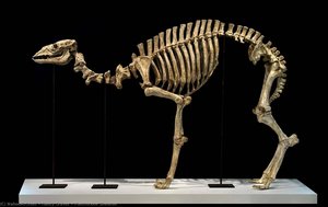 Pleistocene Skeleton — Nancy Graves