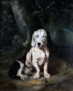 A Seated Basset Hound