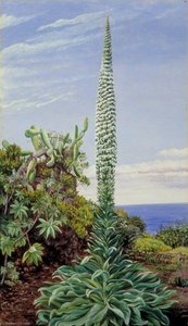 A Species Of Bugloss, Teneriffe — Marianne North