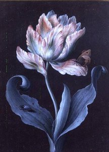 Parrot Tulip With Butterfly And Beetle (gouache) — Barbara Regina Dietzsch