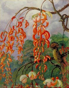 Flowers Of A Coral Tree And King Of The Flycatchers, Brazil — Marianne North