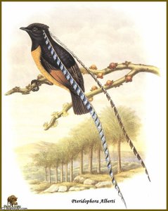 Paradisier Du Roi De Saxe — John Gould