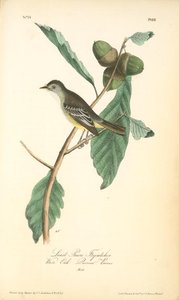 Least Pewee Flycatcher. Male. (white Oak. Quercus Prinus.) — John James Audubon