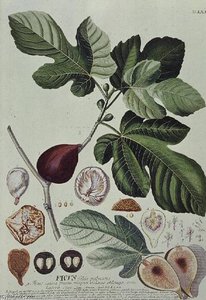 Ficus (fig)