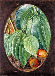 Foliage Of Betel Pepper And Areca Nuts — Marianne North