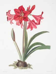 Amaryllis Johnsoni — Robert Havell